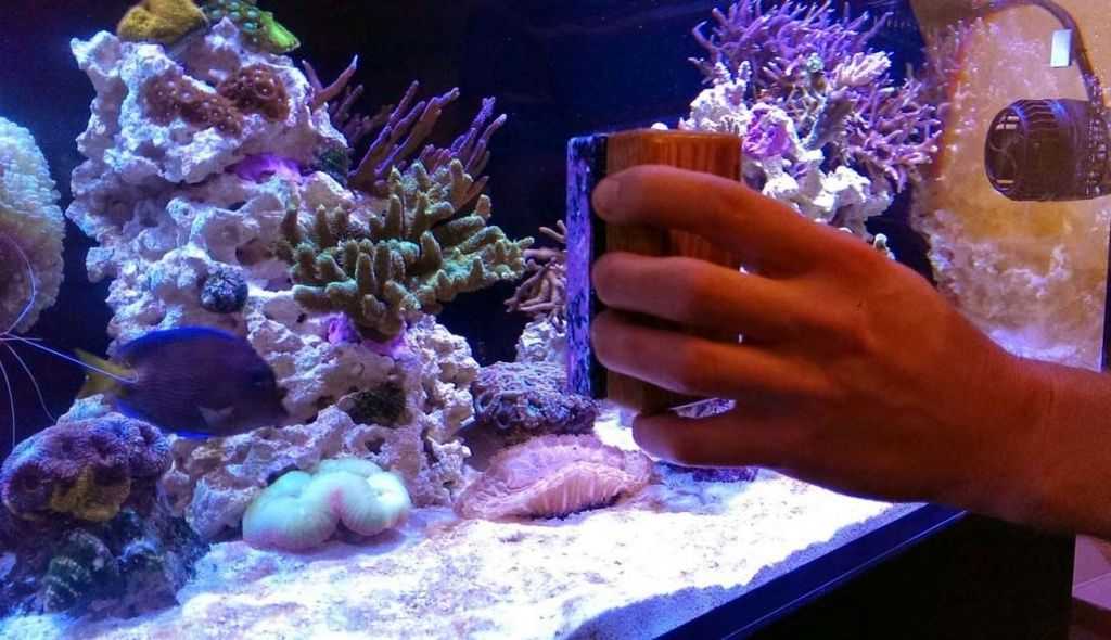 Как очистить аквариум: лучшие самодельные приспособления и советы по очистке аквариума в домашних условиях (115 фото)