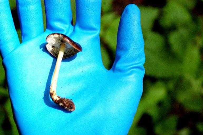 Чем и как отмыть руки от грибов маслят и других, в том числе после чистки