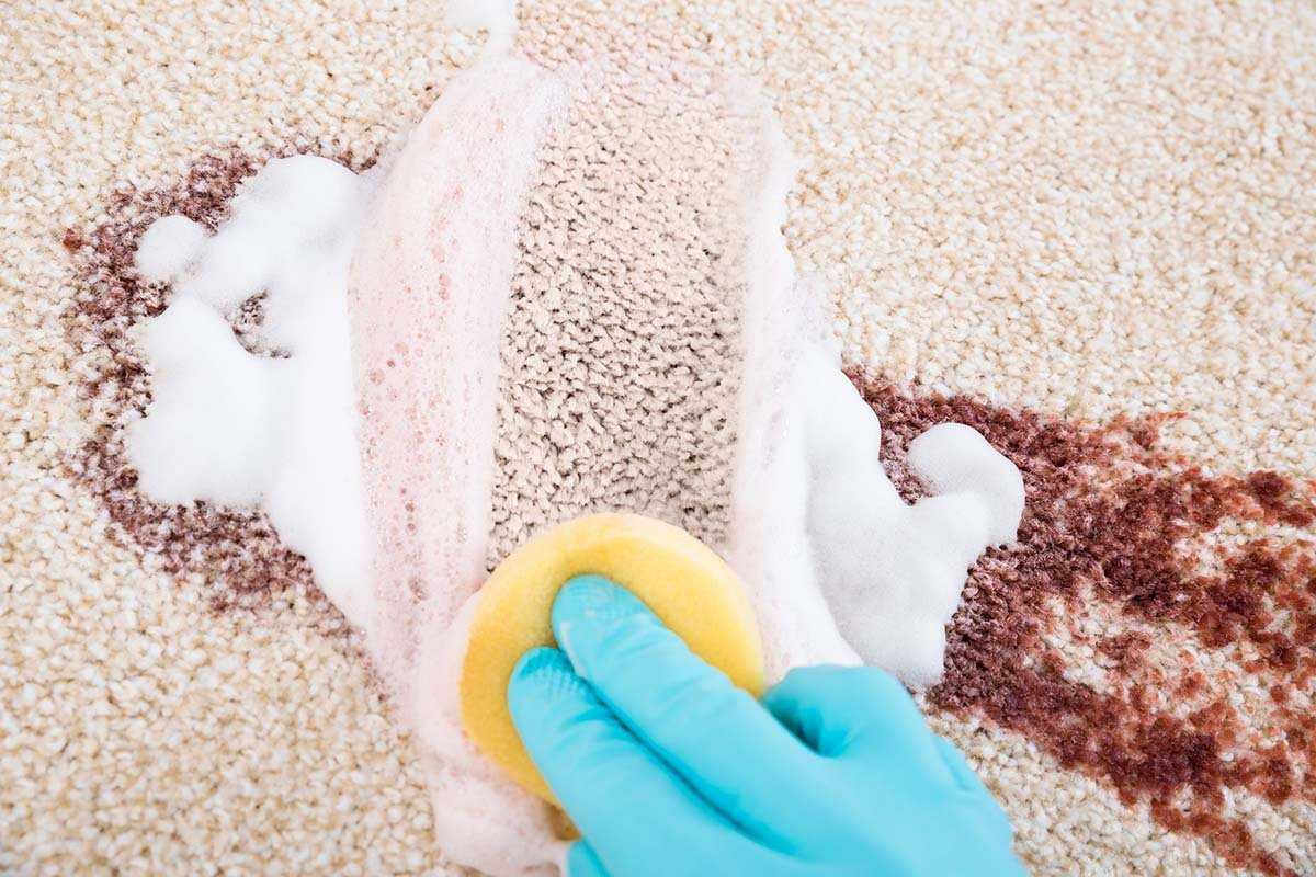 Как убрать и удалить плесень с ковра и ковровых покрытий?
