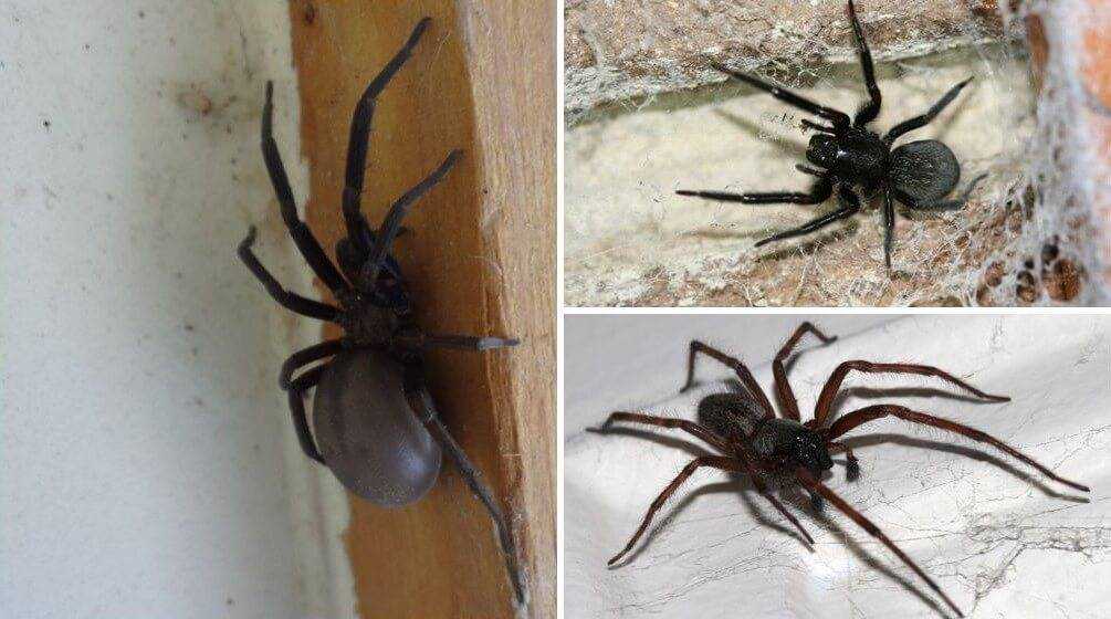 Большой, маленький черный паук в доме: примета, чем опасен, почему появился, как избавиться?
