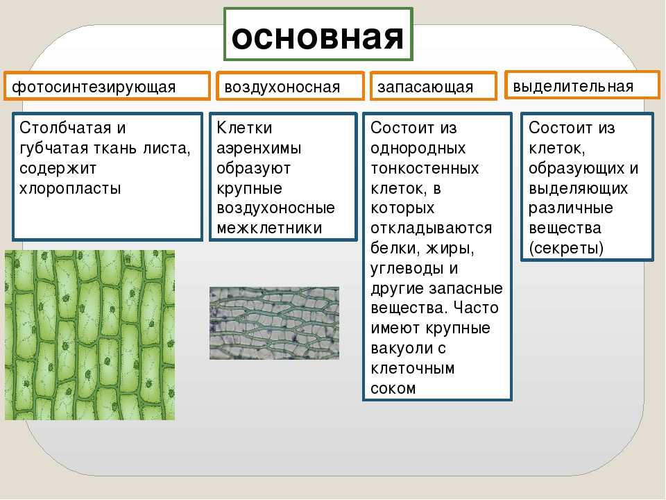 Ткани растений и их характеристика