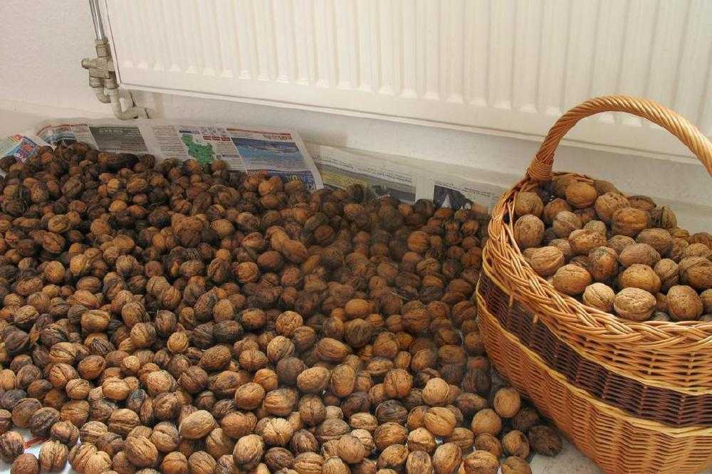 Как хранить орехи в домашних условиях