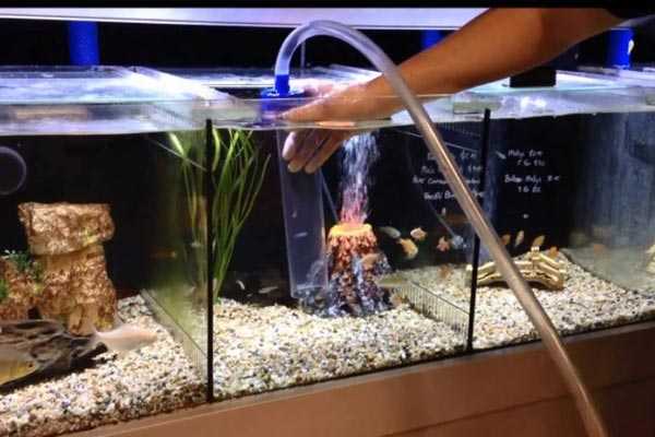Как сделать лучший скребок для аквариума своими руками