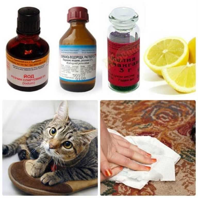 Чем и как вывести запах кошачьей мочи с дивана в домашних условиях? видео, советы с форумов, народные рецепты, простые домашние средства для быстрого удаления запаха кошачьей мочи – свежей или старой.