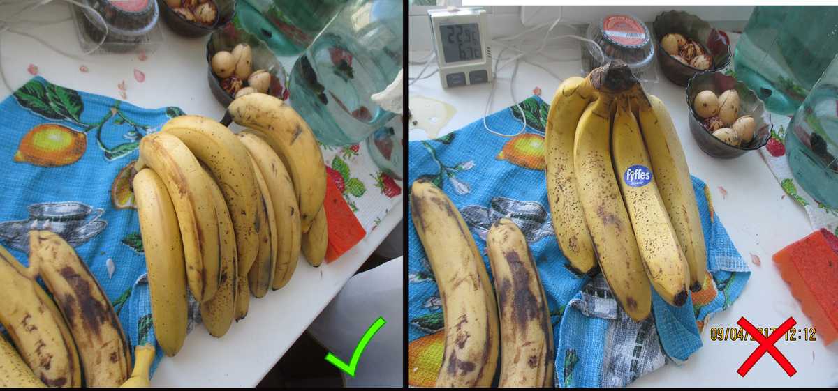 Бананы: храним правильно, а не выбрасываем